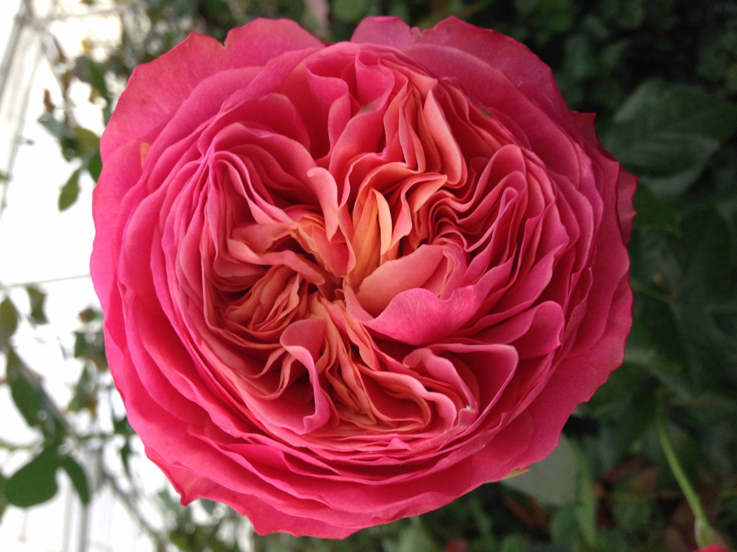 Роза Лав Ми 5