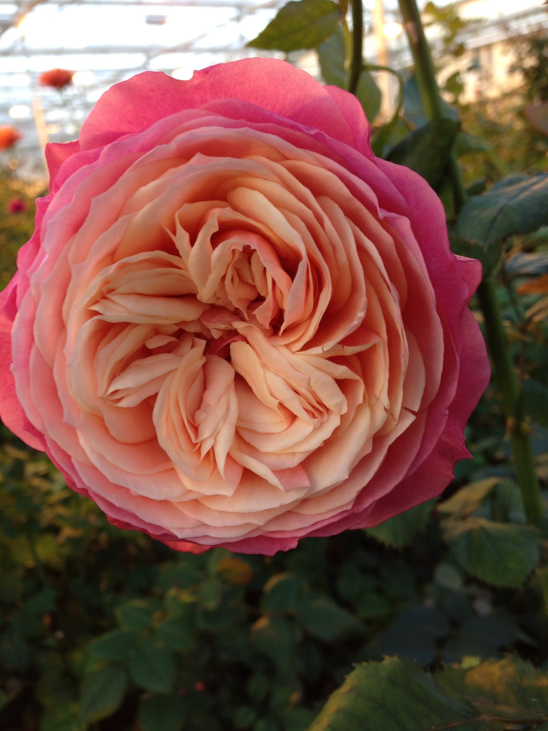 Роза Лав Ми 6