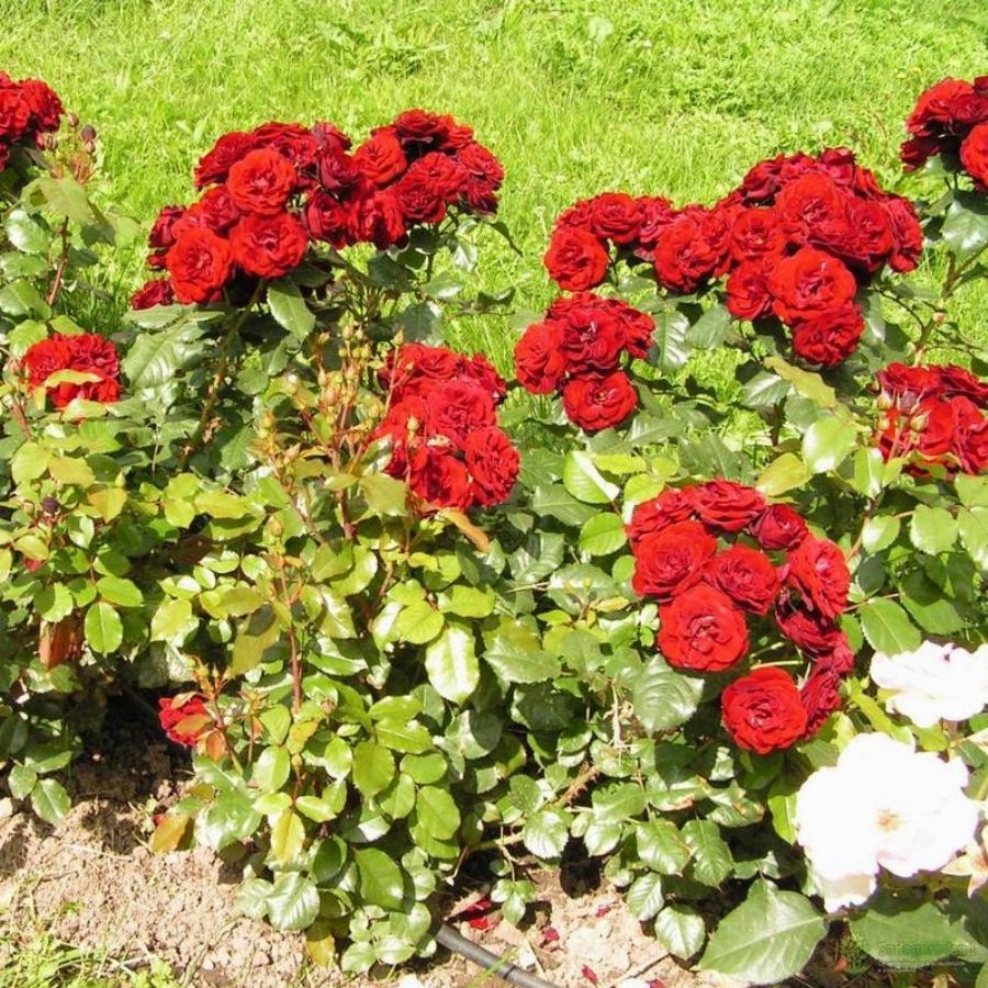 Роза Лаваглут 2