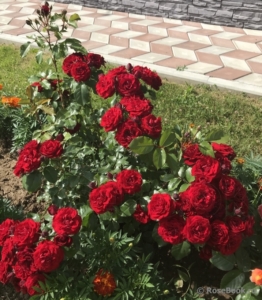 Роза Лаваглут