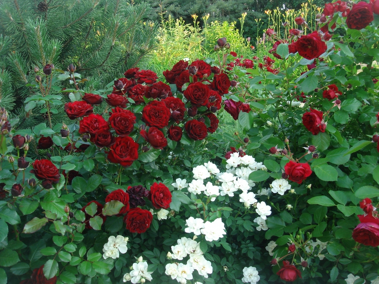 Роза Лаваглут 4