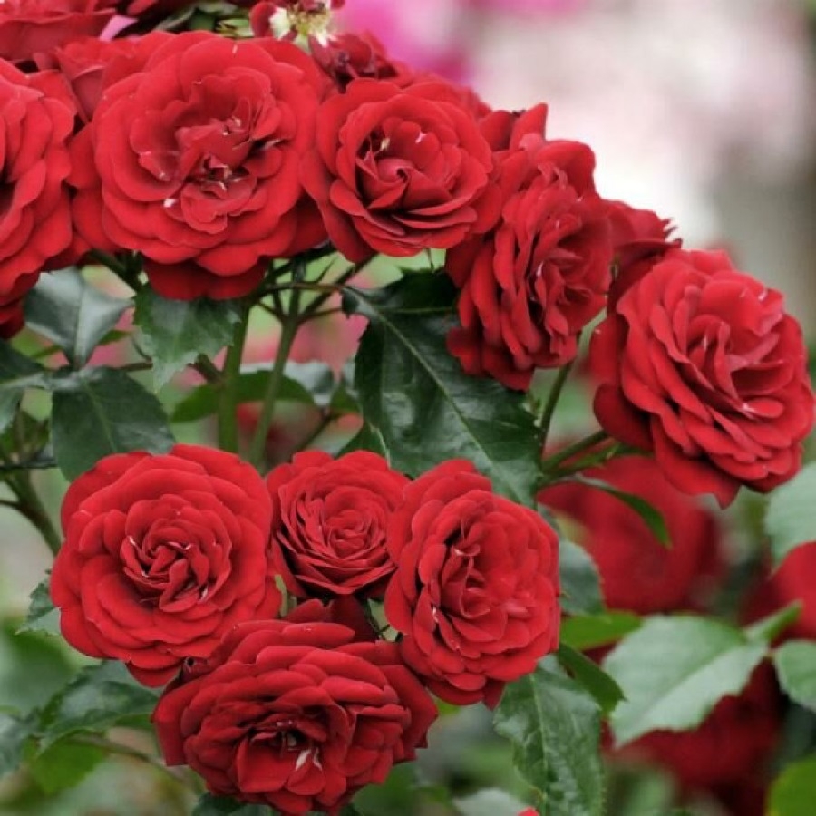 Роза Лаваглут 5