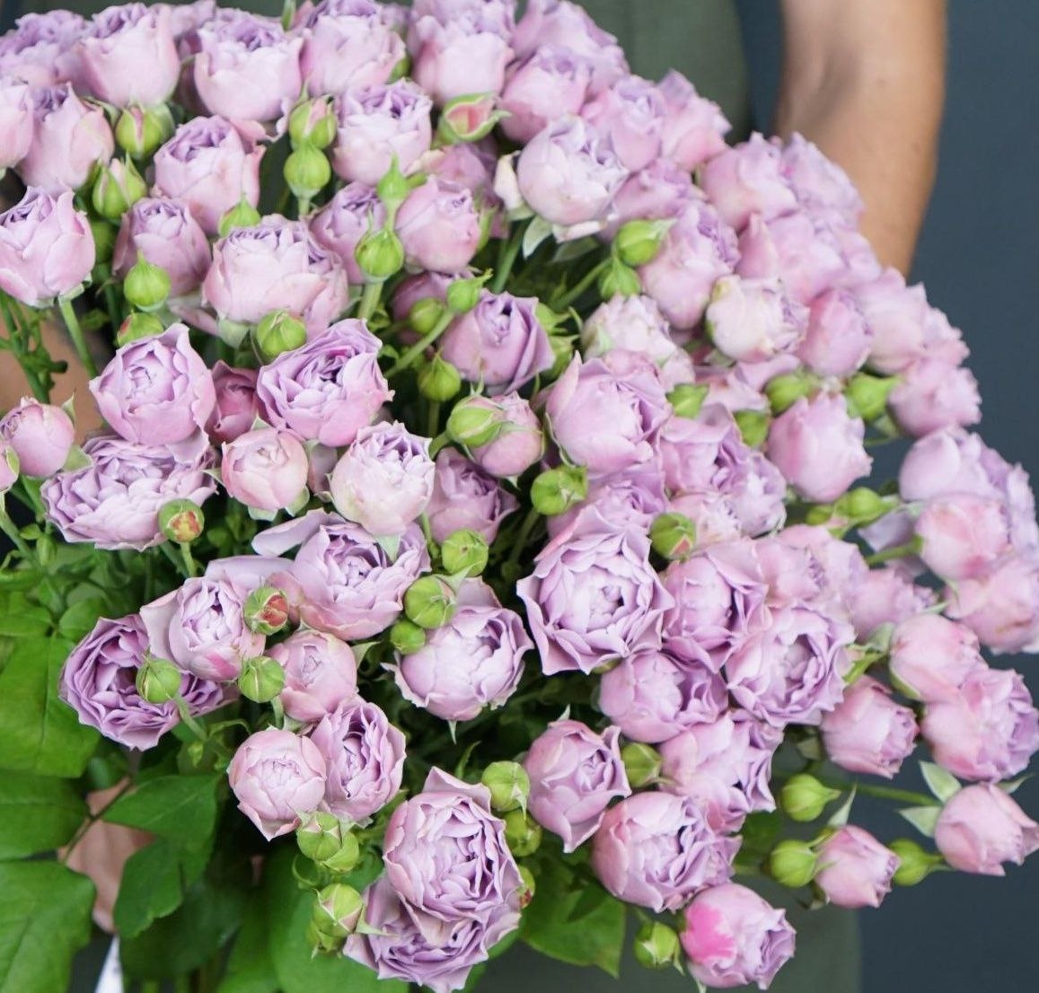 Роза Лавандер Баблс