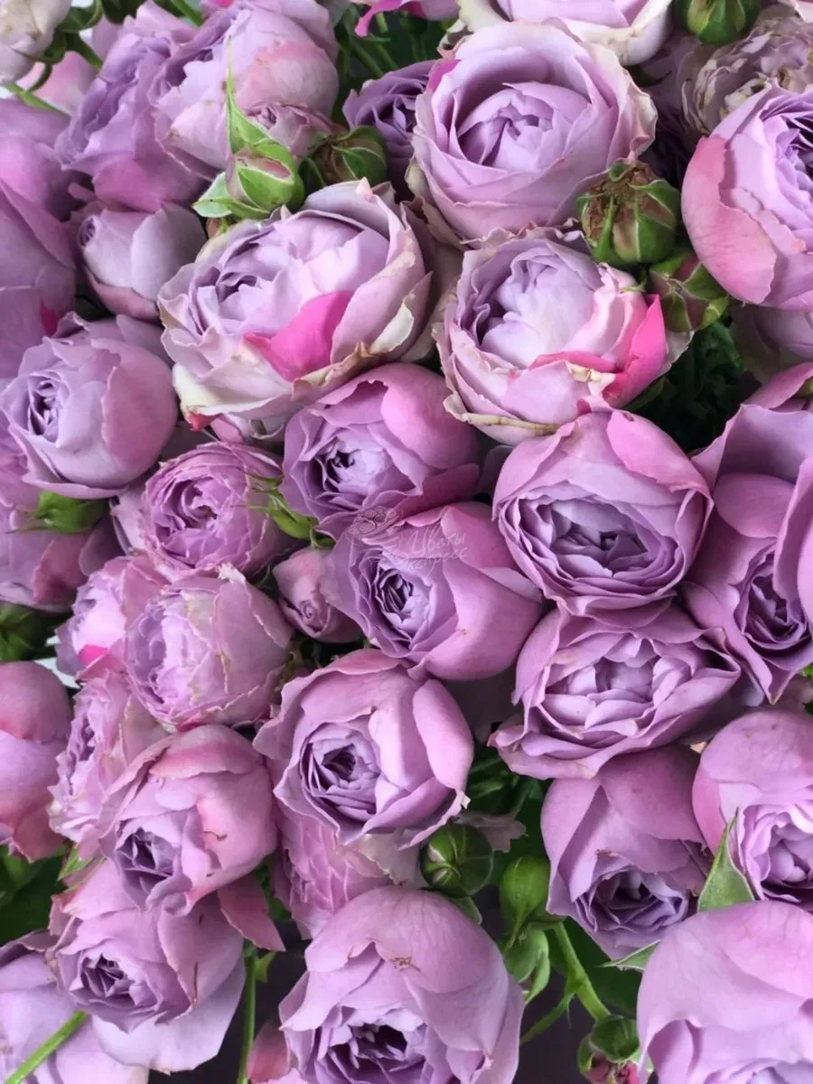 Роза Лавандер Баблс 4