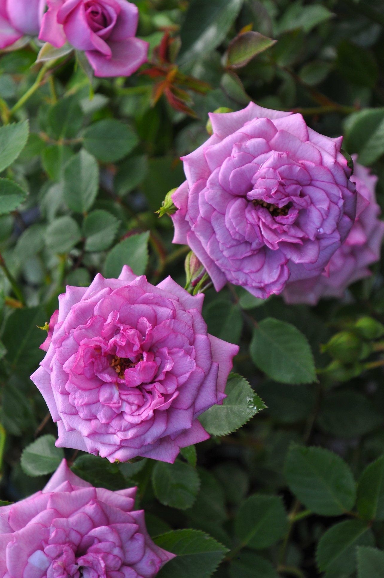 Роза Лавандер Мейландина 4