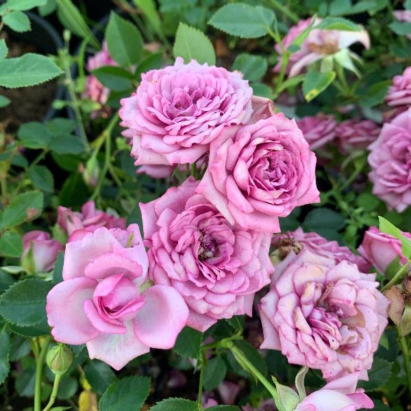 Роза Лавандер Мейландина 5