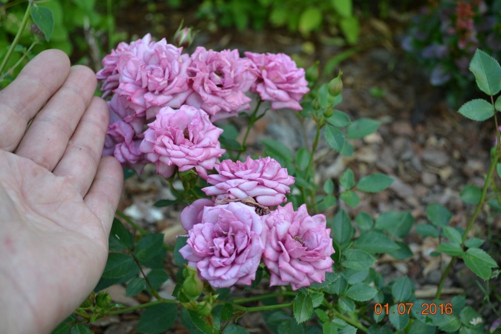 Роза Лавандер Мейландина 6