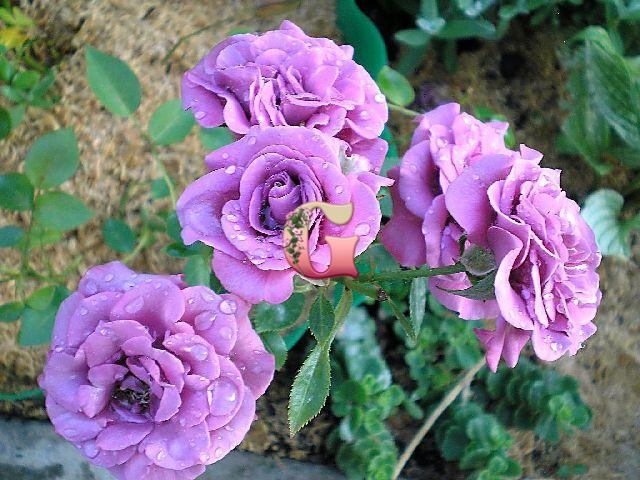 Роза Лавандер Мейландина