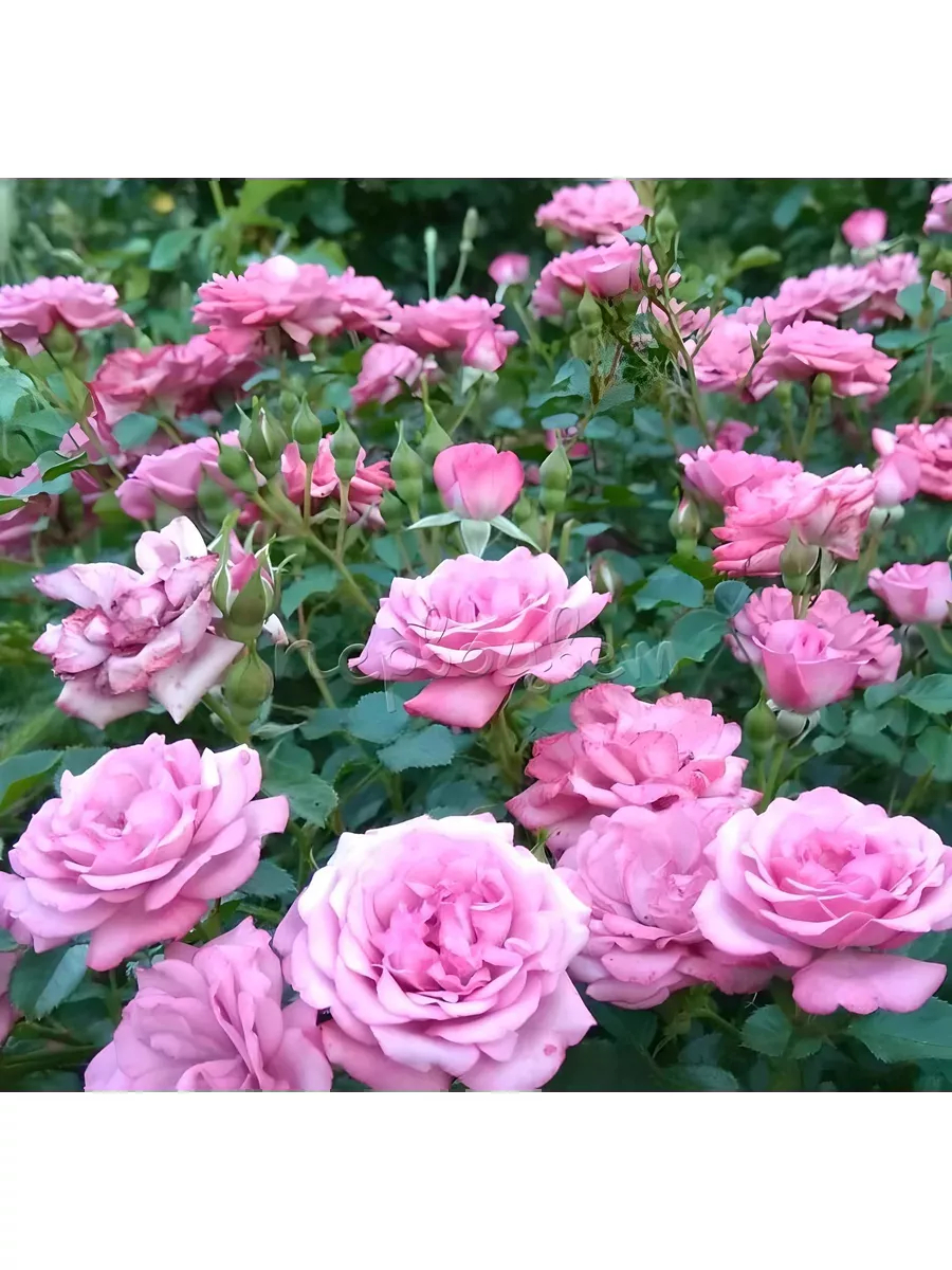 Роза Лавандер Мейландина 2