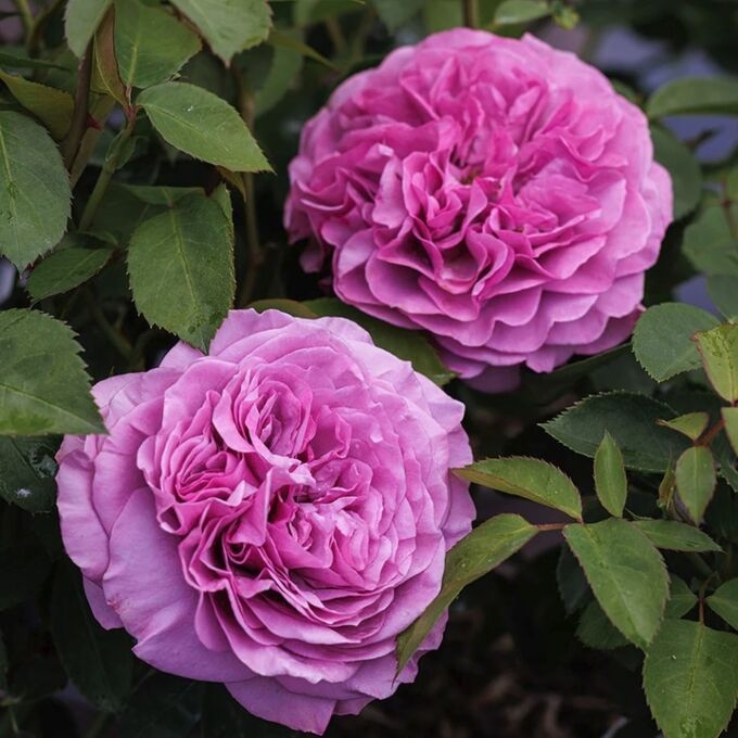 Роза Лавендер Айс 4