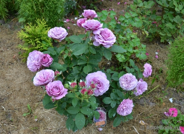 Роза Лавендер Айс 6