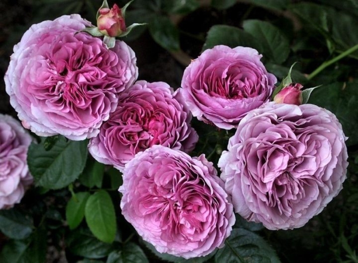 Роза Лавендер Айс