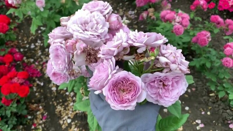 Роза Лавендер Букет 2