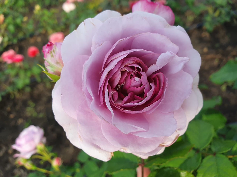 Роза Лавендер Букет 4