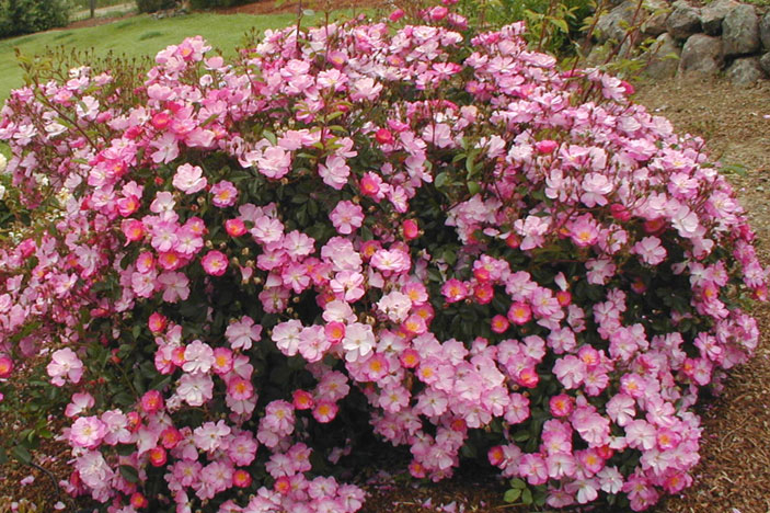 Роза Лавендер Дрим 2