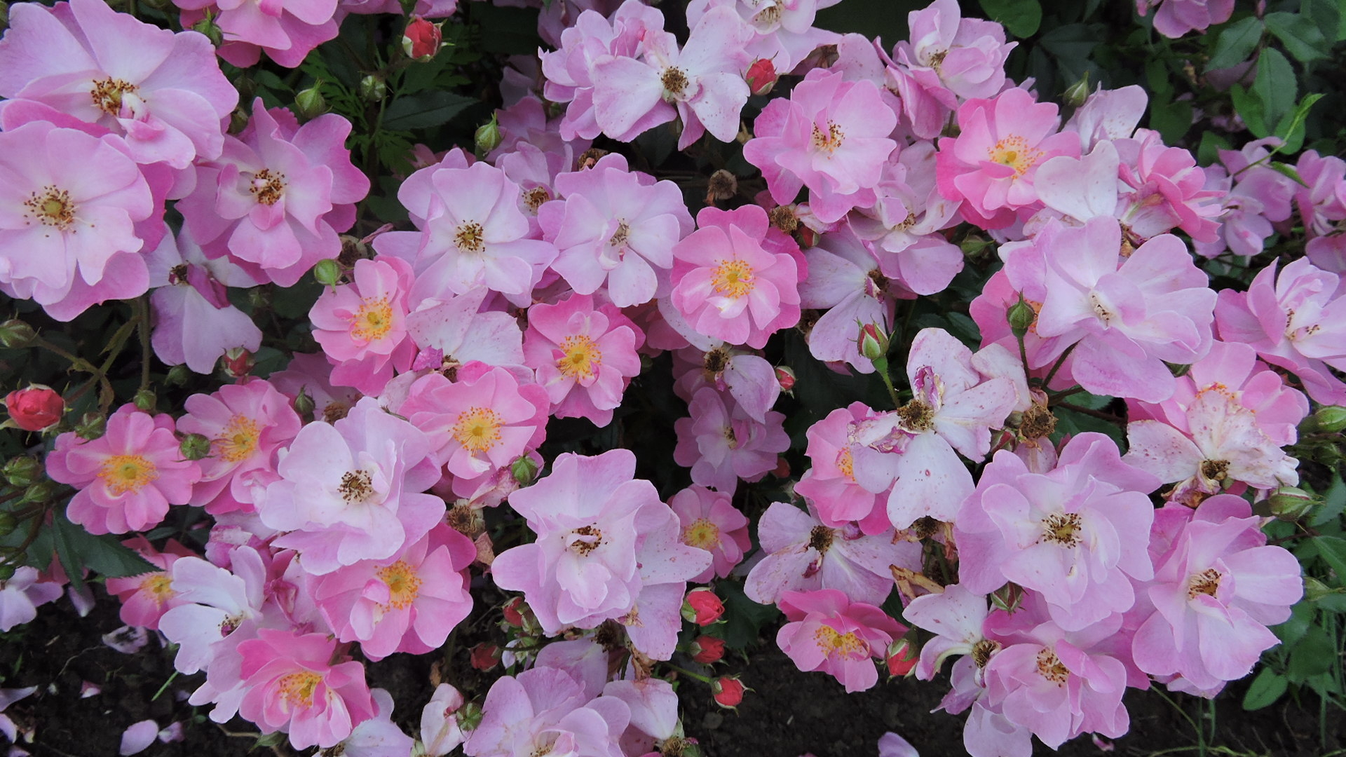 Роза Лавендер Дрим 3