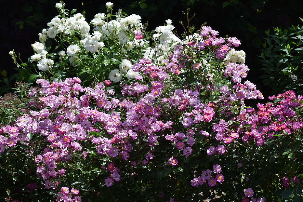 Роза Лавендер Дрим 4