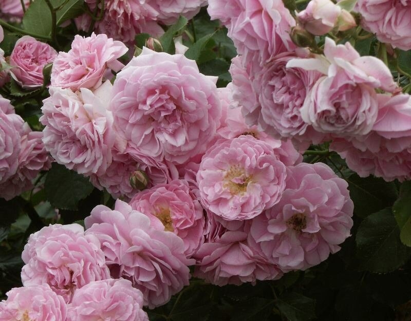 Роза Лавендер Лесси 2