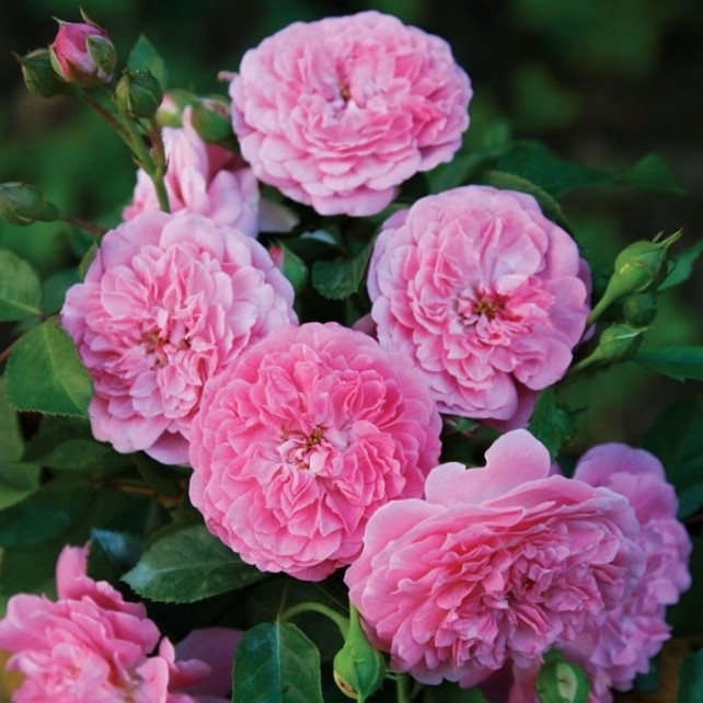 Роза Лавендер Лесси 3