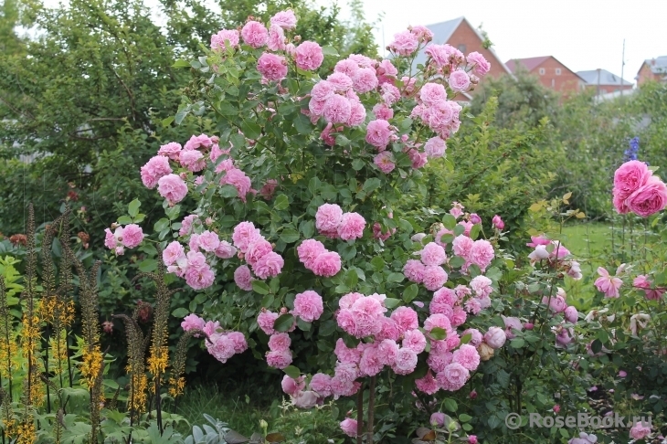 Роза Лавендер Лесси 4