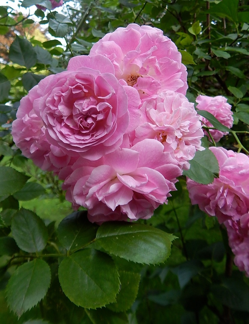 Роза Лавендер Лесси 5