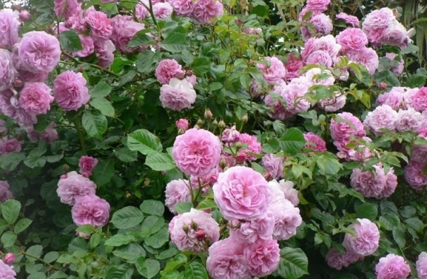 Роза Лавендер Лесси