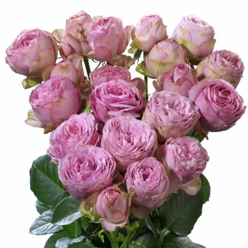 Роза Лавендер Лейс 2