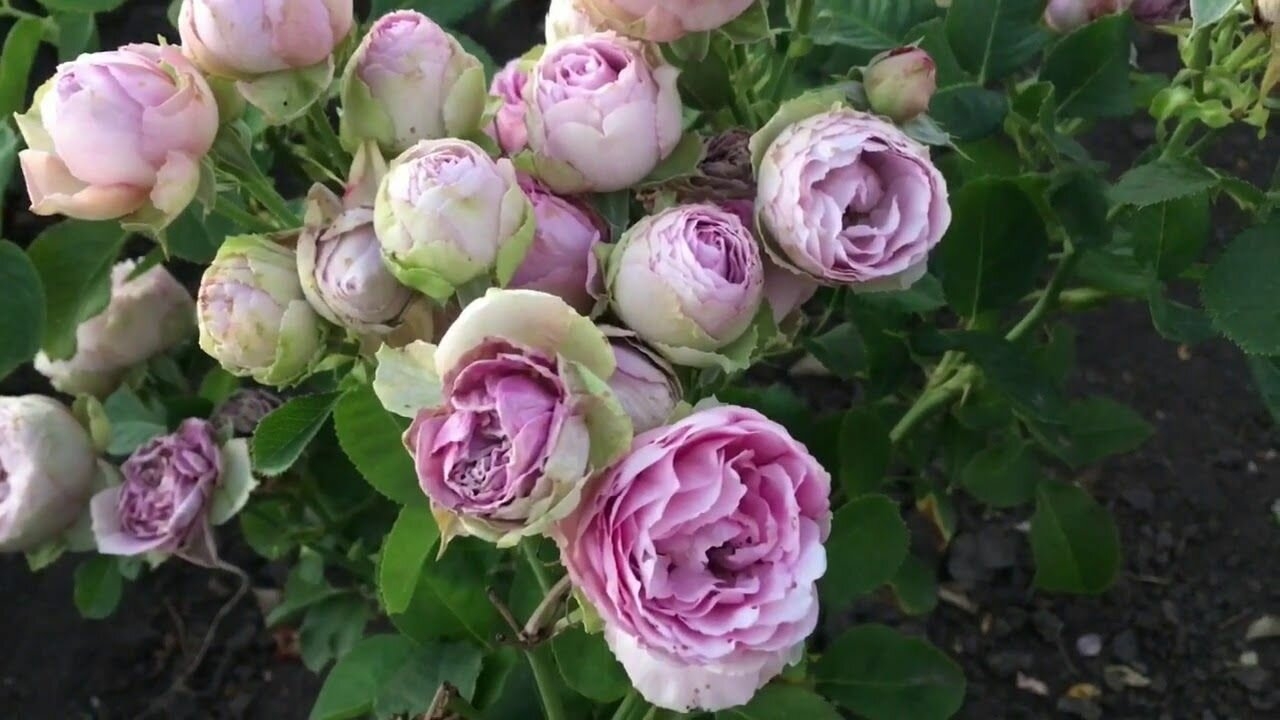 Роза Лавендер Лейс 4