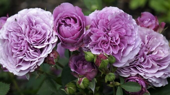 Роза Лавендер Лейс 5