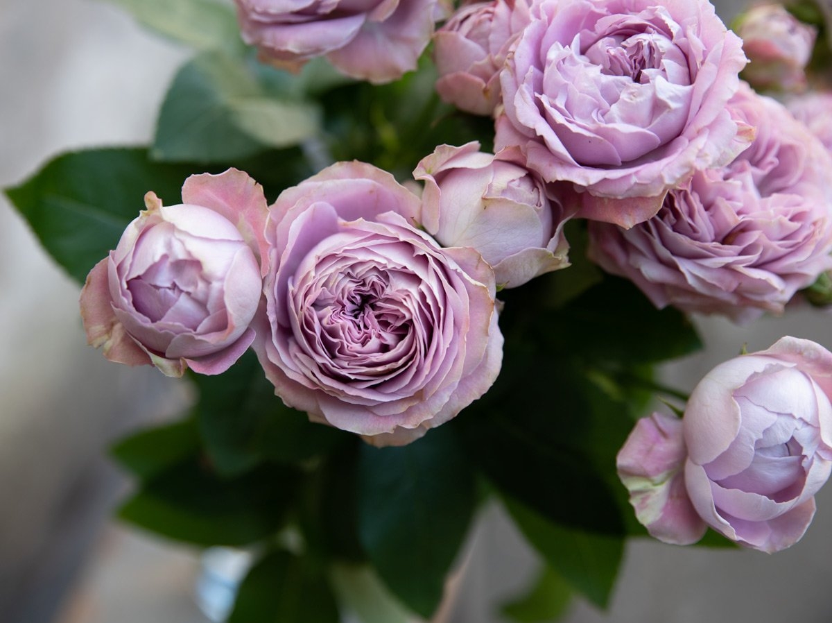 Роза Лавендер Лейс 6