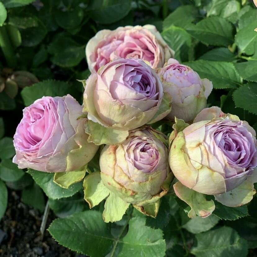 Роза Лавендер Лейс