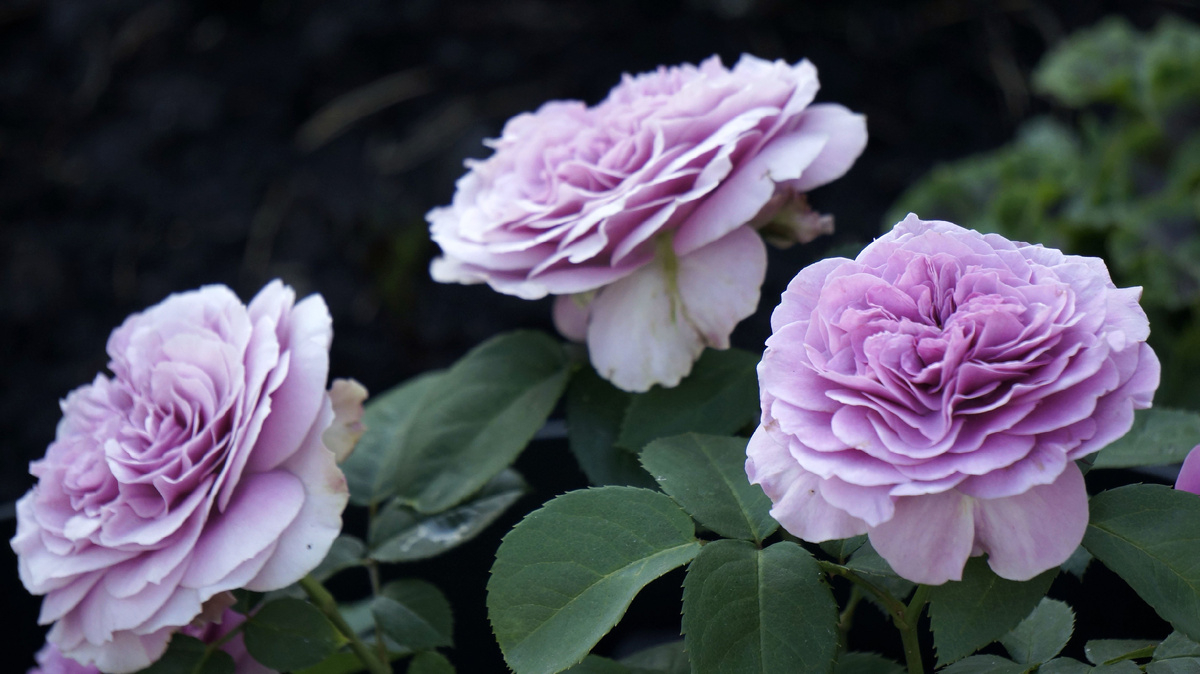 Роза Лавендер Парфюм 2