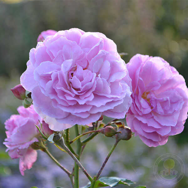 Роза Лавендер Парфюм 3