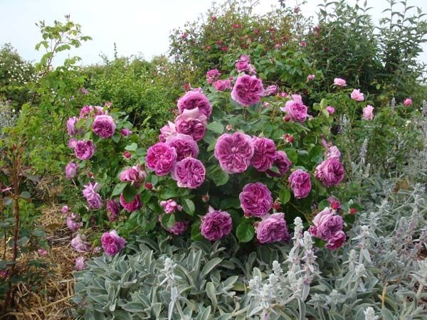 Роза Лавендер Парфюм 4