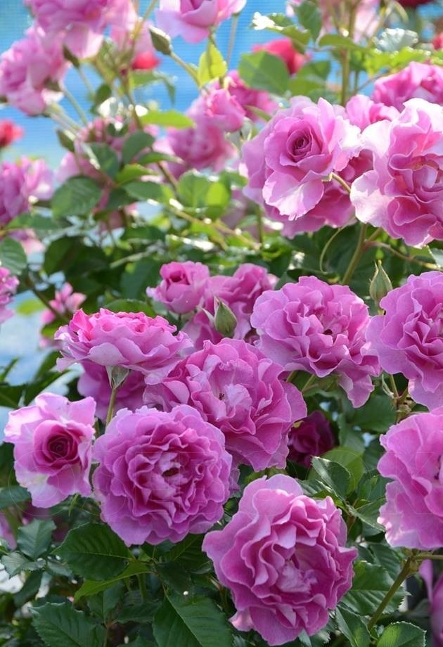 Роза Лавендер Парфюм