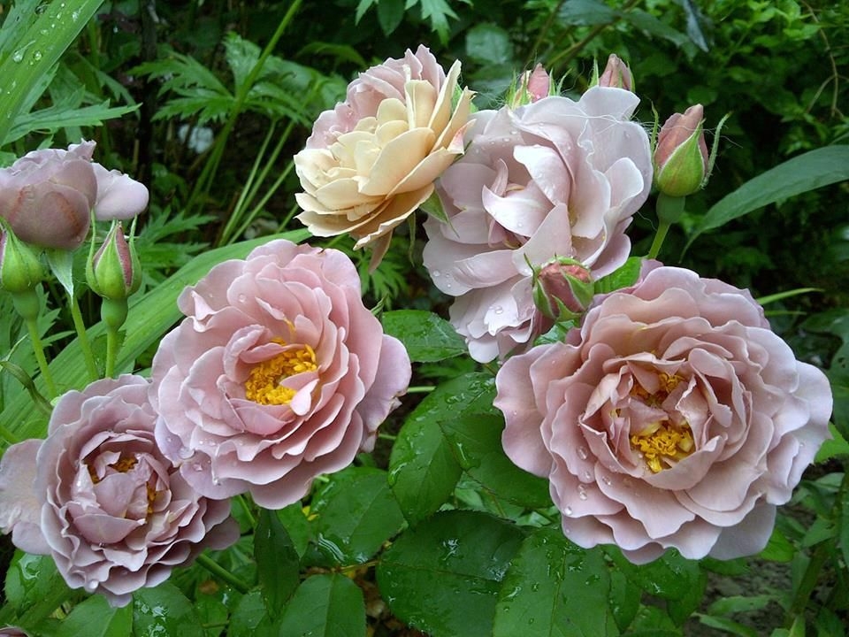 Роза Лавендер Пиноккио 2