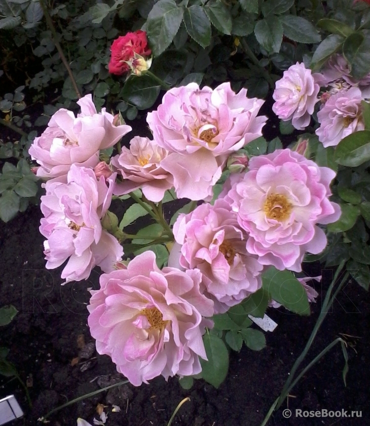 Роза Лавендер Пиноккио 3