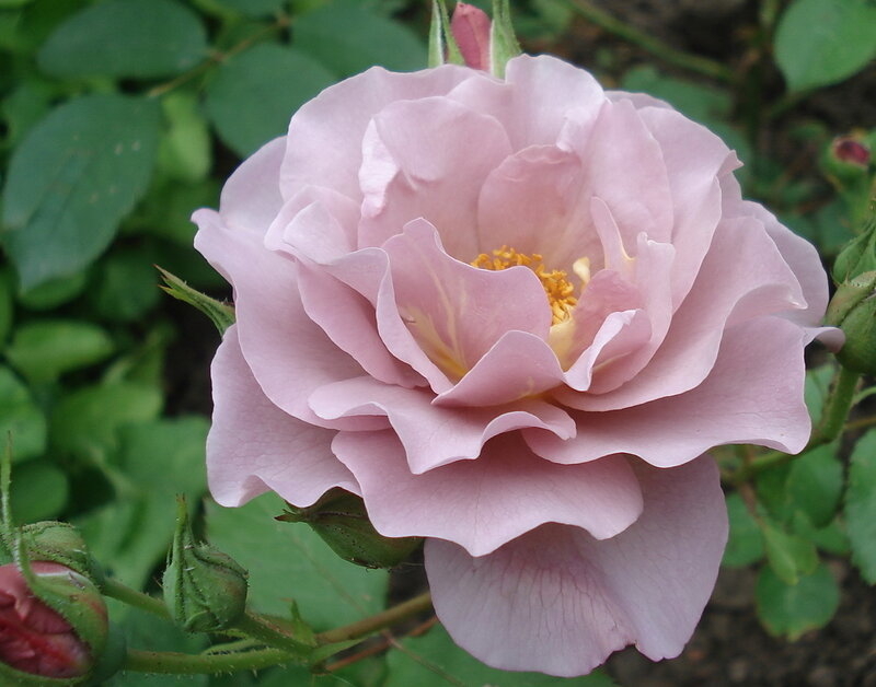 Роза Лавендер Пиноккио 4