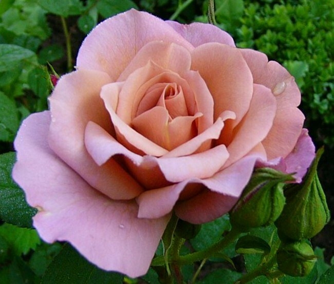 Роза Лавендер Пиноккио