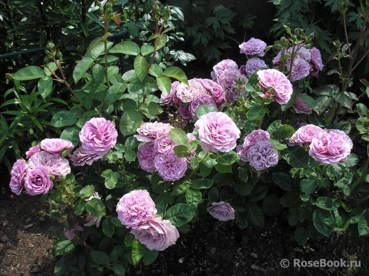 Роза Лавендер Ваза 2