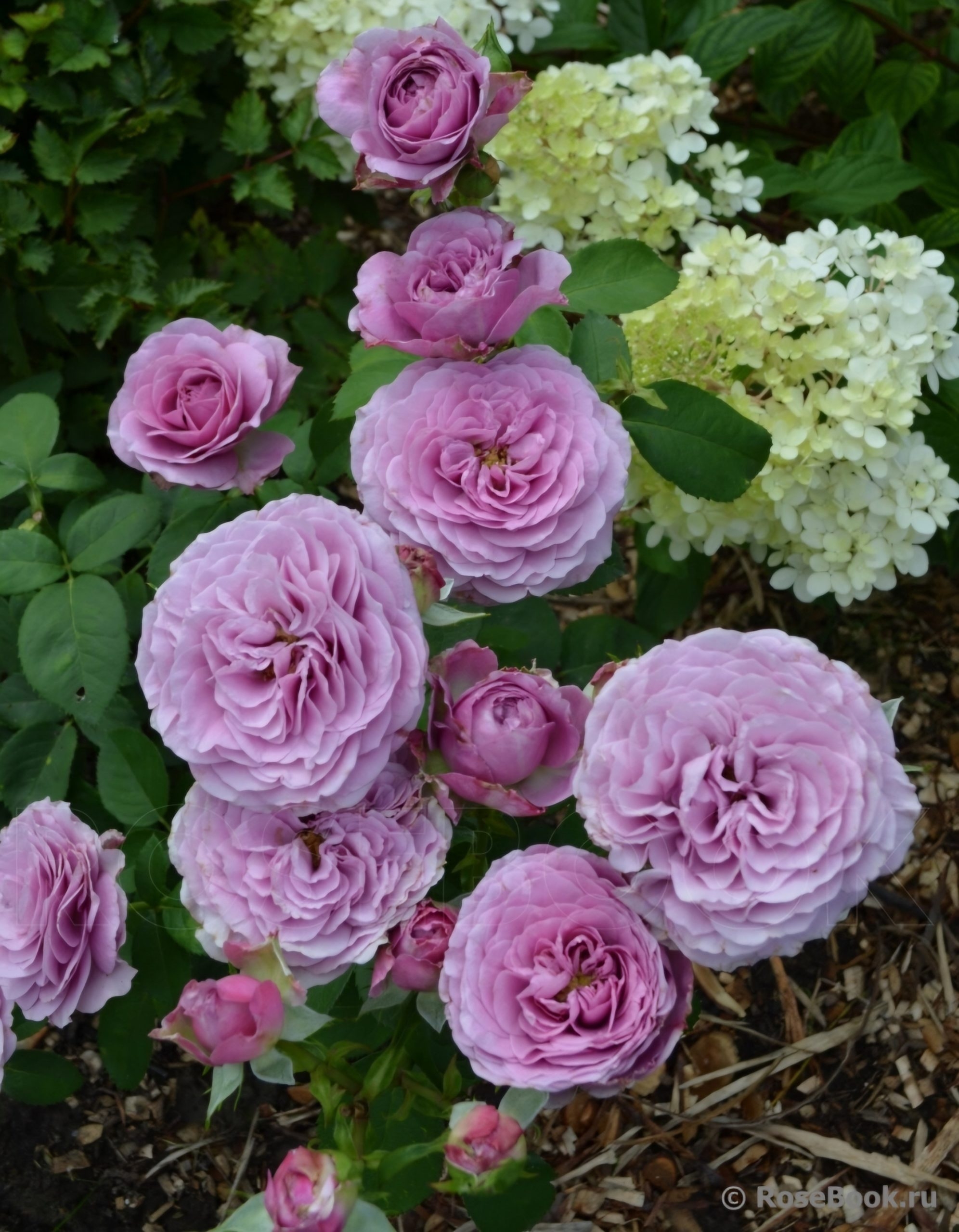 Роза Лавендер Ваза 3