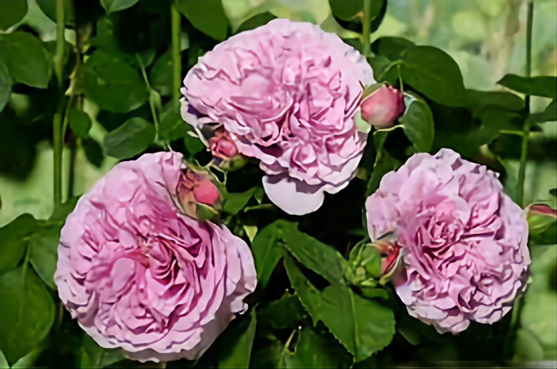 Роза Лавендер Ваза 4