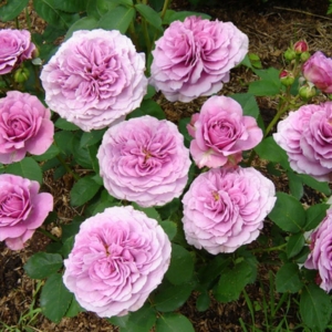 Роза Лавендер Ваза