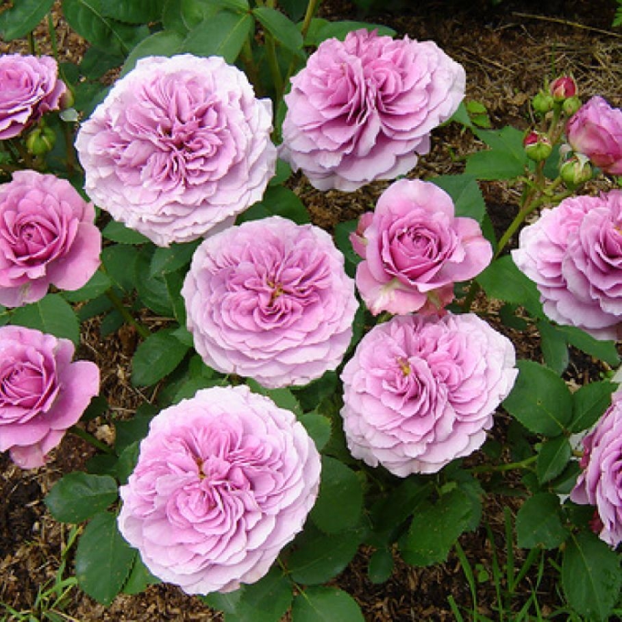 Роза Лавендер Ваза