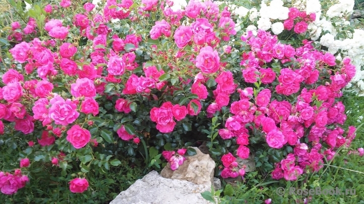 Роза Лавли фейри 2