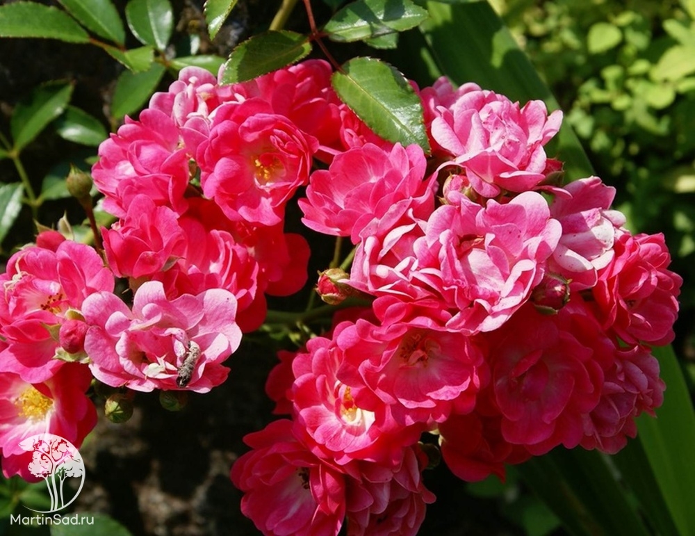 Роза Лавли фейри 4