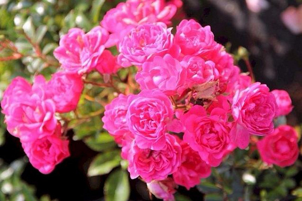 Роза Лавли фейри 5