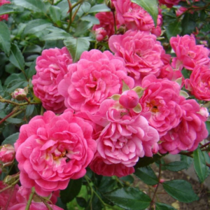 Роза Лавли фейри