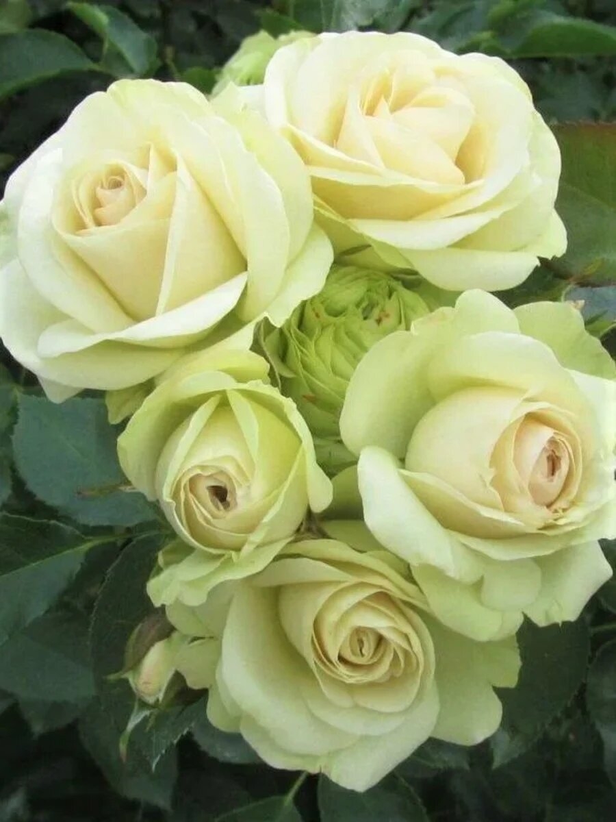 Роза Лавли Грин 3