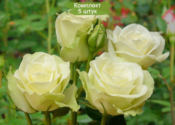 Роза Лавли Грин